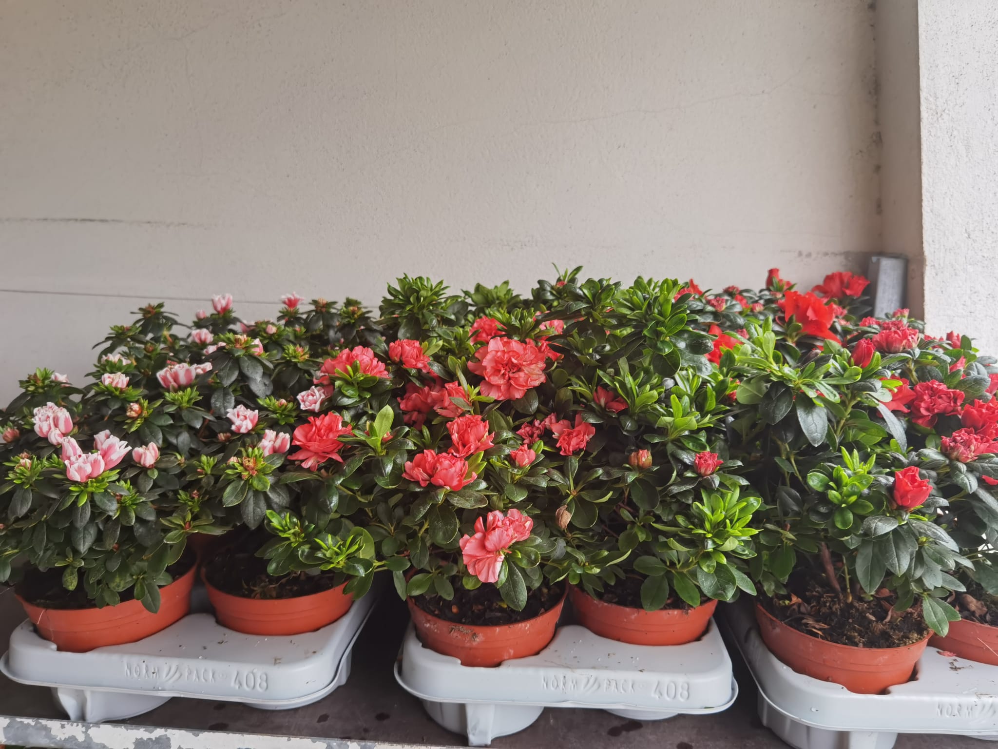 Azáleas (Rhododendron)