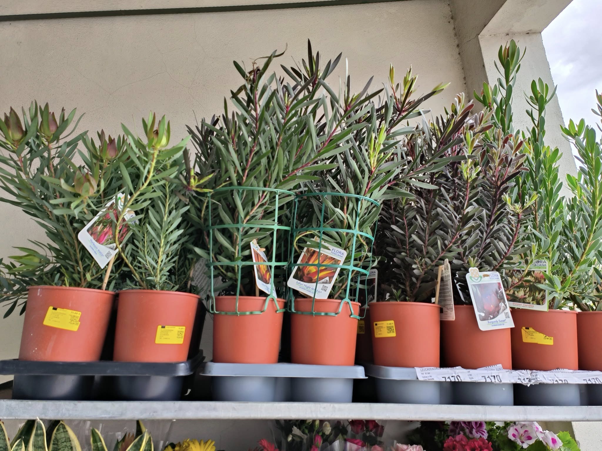 Cores e fragrâncias que anunciam a nova estação