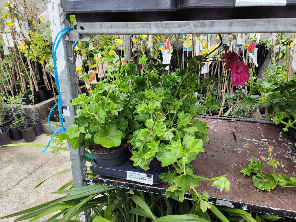 Cores e fragrâncias que anunciam a nova estação