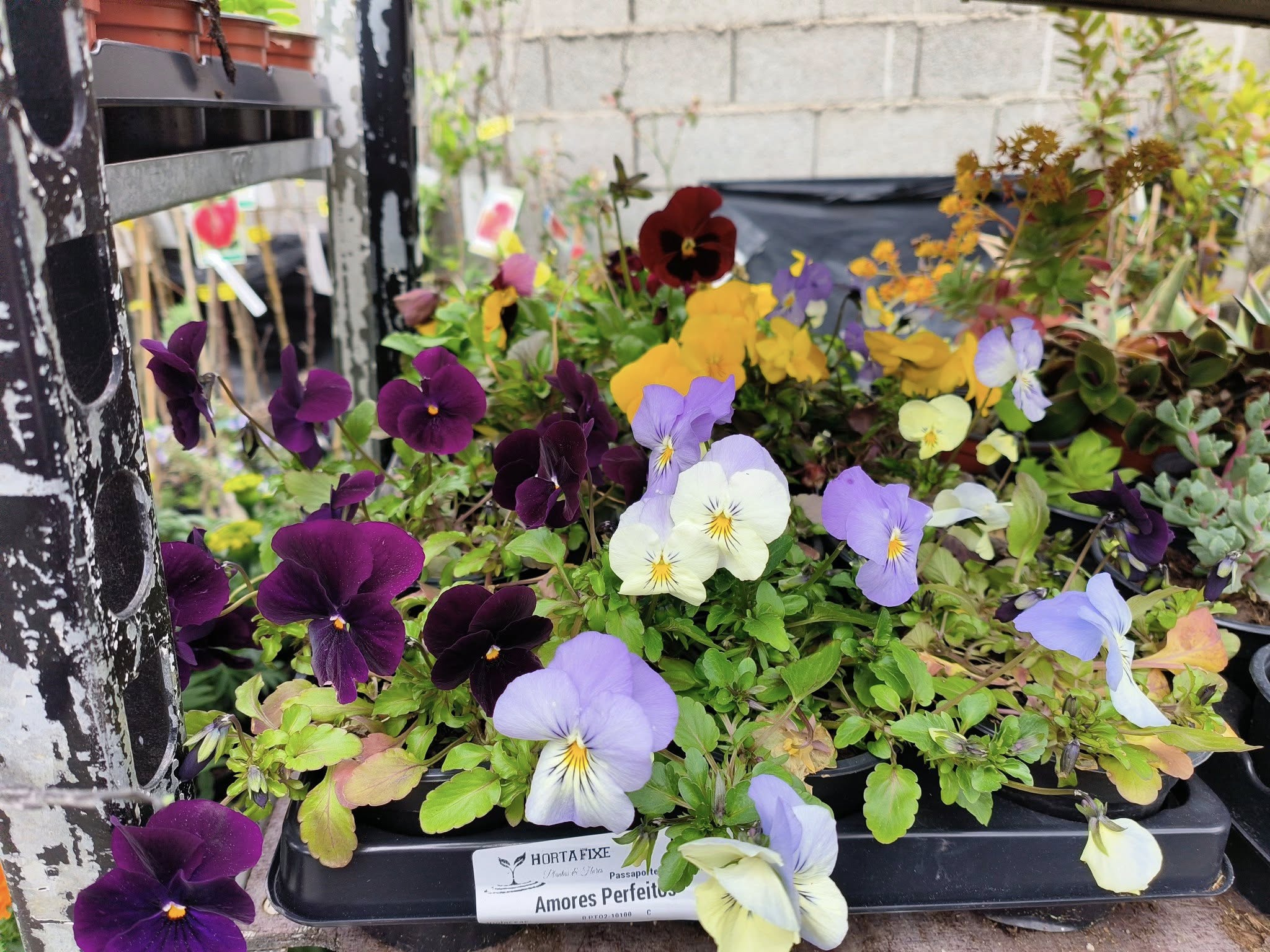 Cores e fragrâncias que anunciam a nova estação