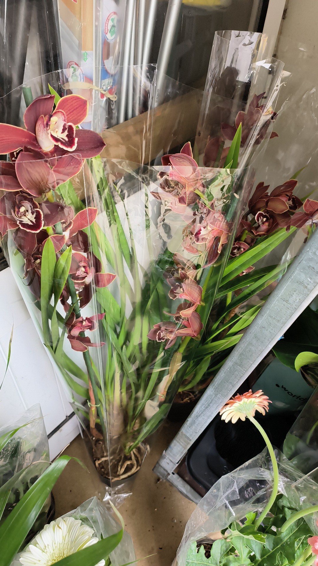 Cores e fragrâncias que anunciam a nova estação