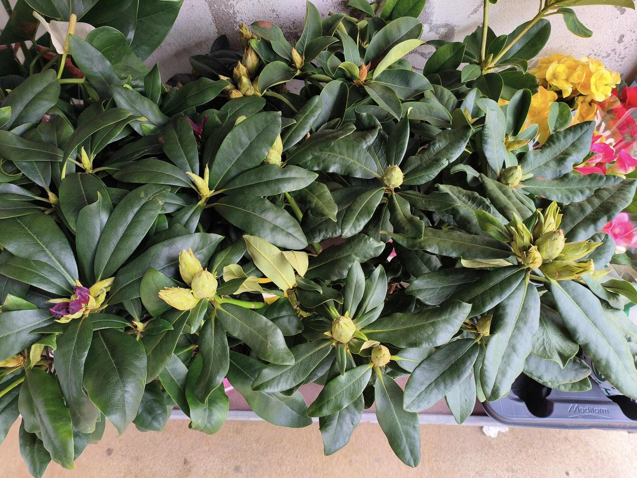 Cores e fragrâncias que anunciam a nova estação