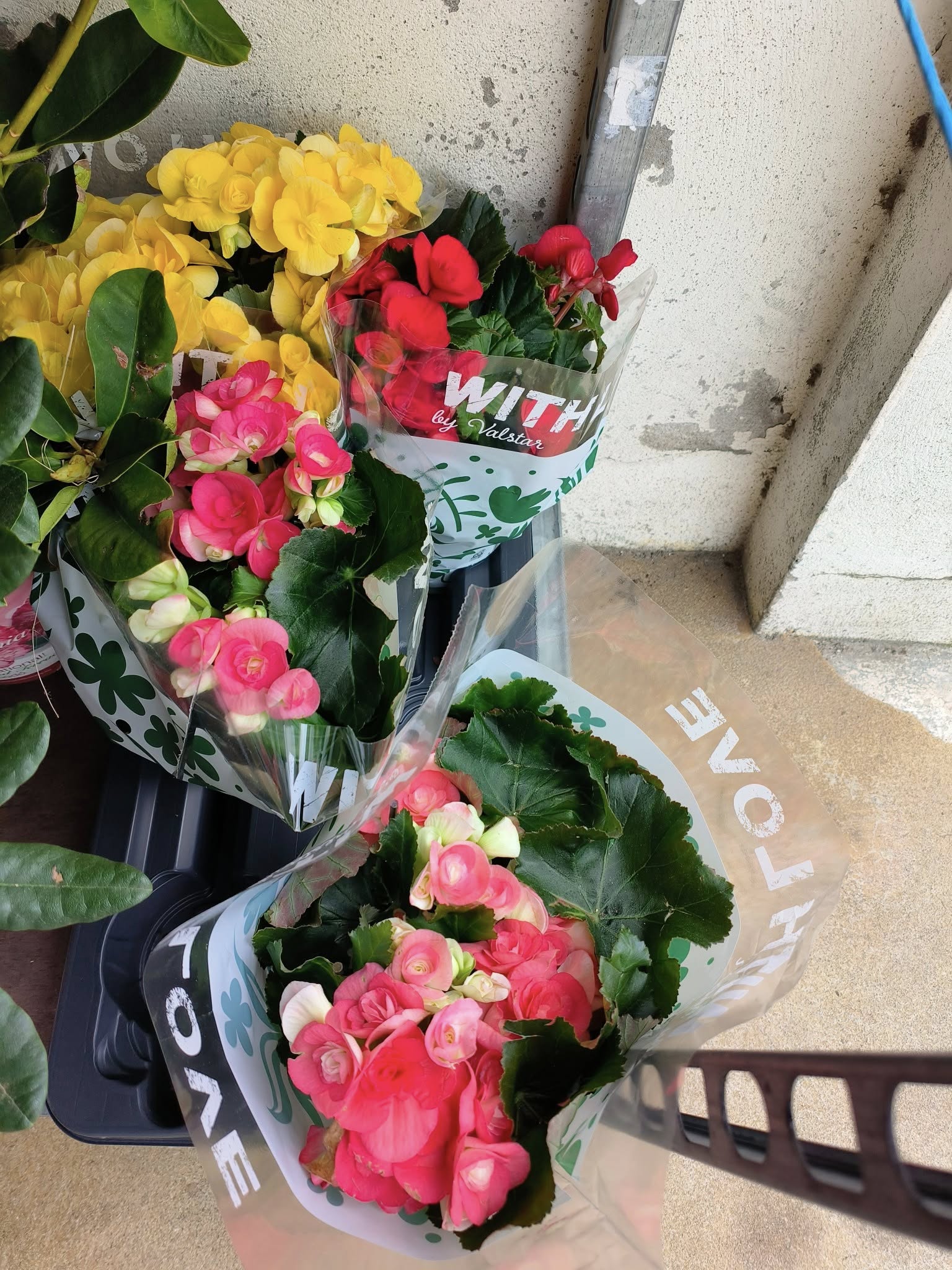 Cores e fragrâncias que anunciam a nova estação