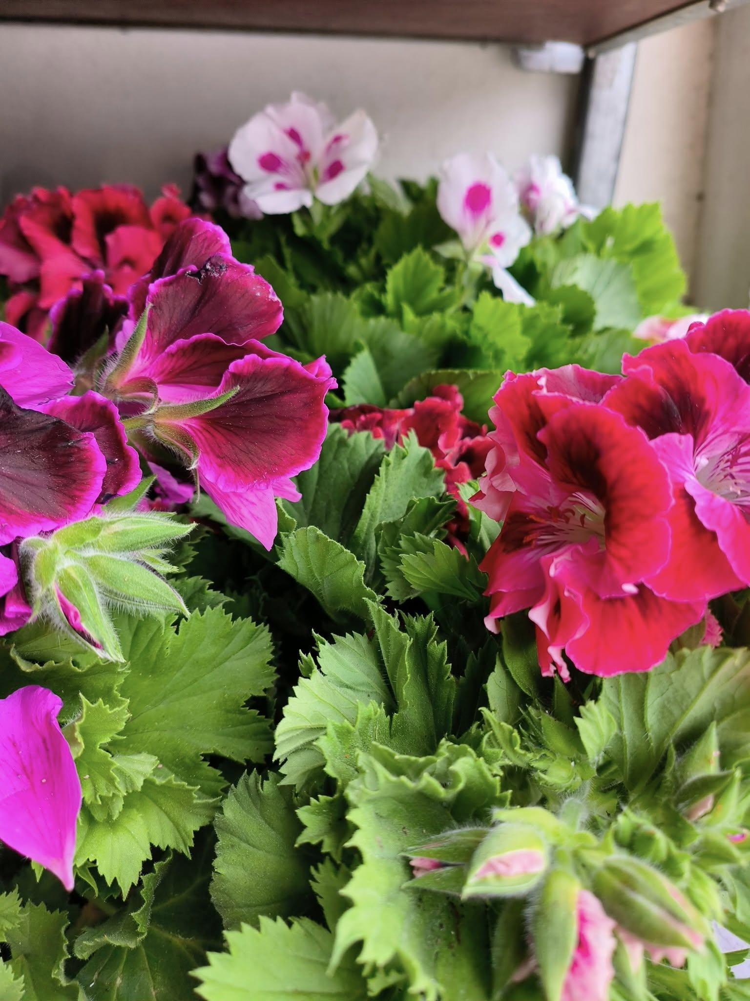 Cores e fragrâncias que anunciam a nova estação