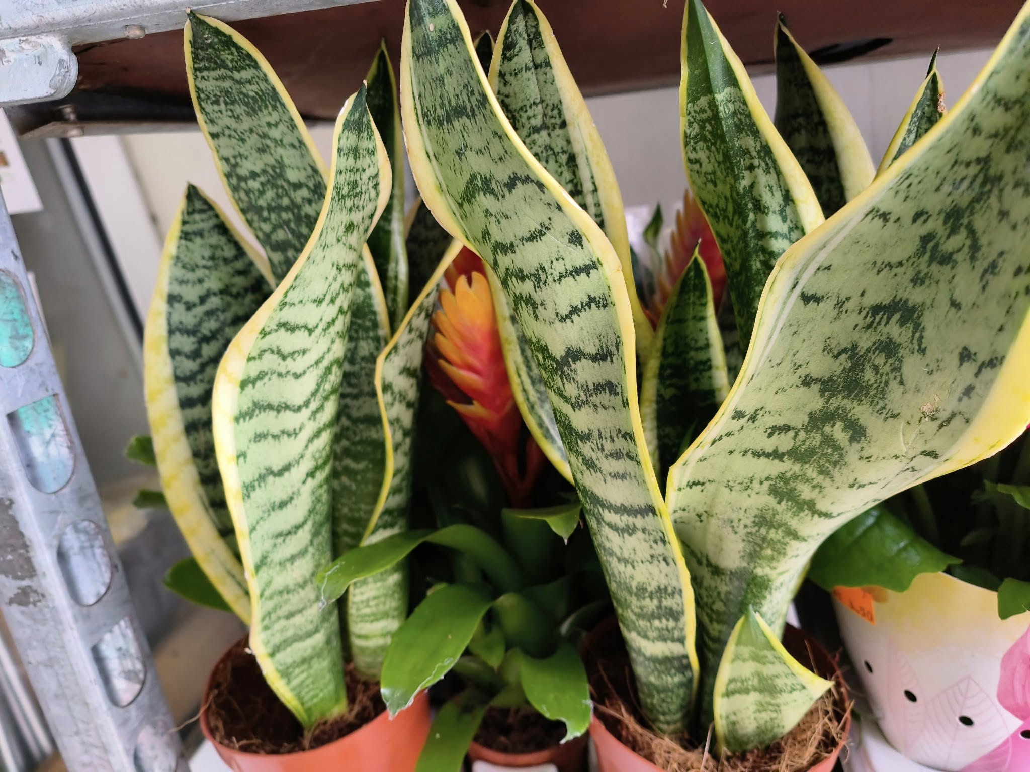 Cores e fragrâncias que anunciam a nova estação