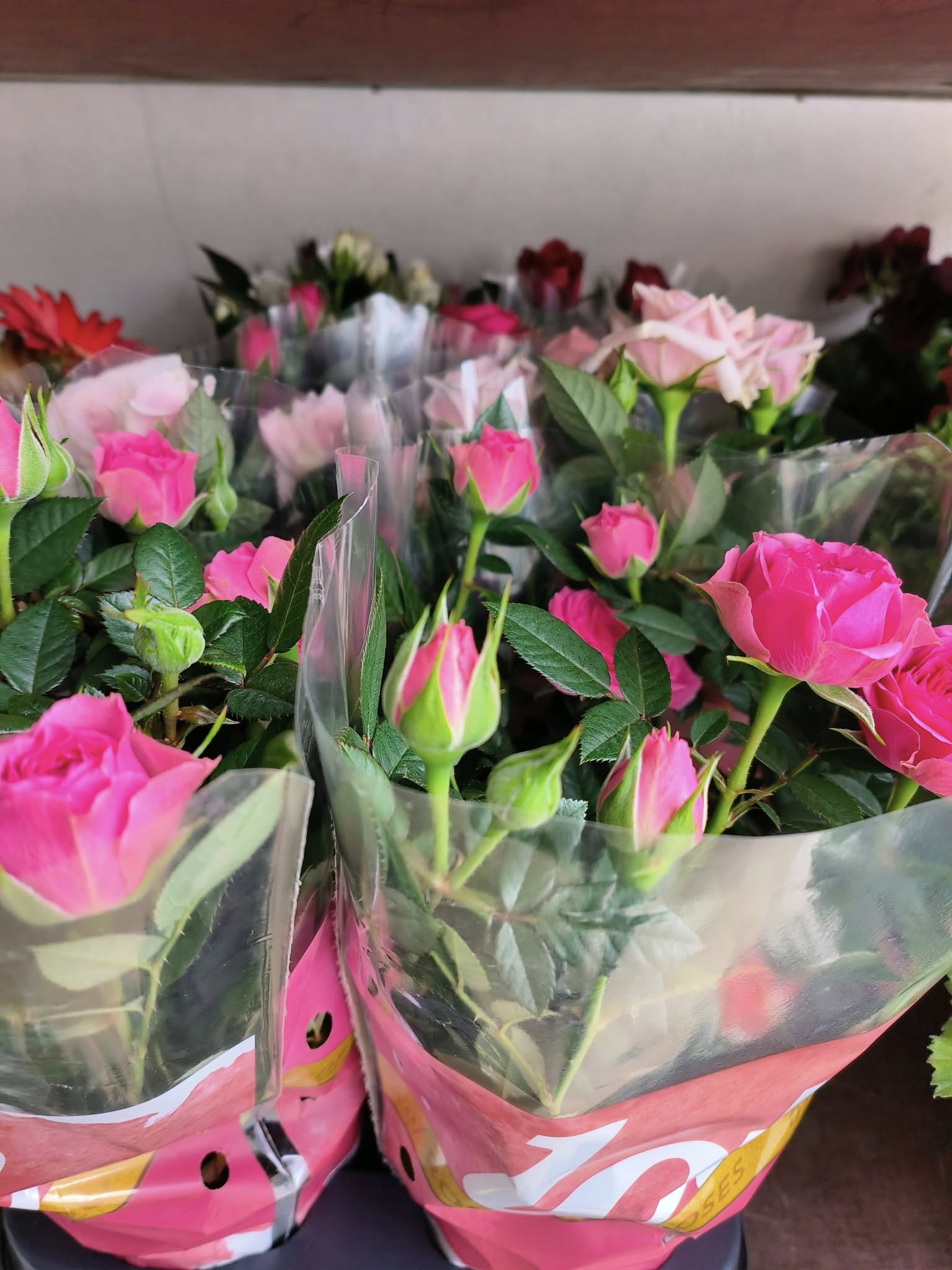 Cores e fragrâncias que anunciam a nova estação