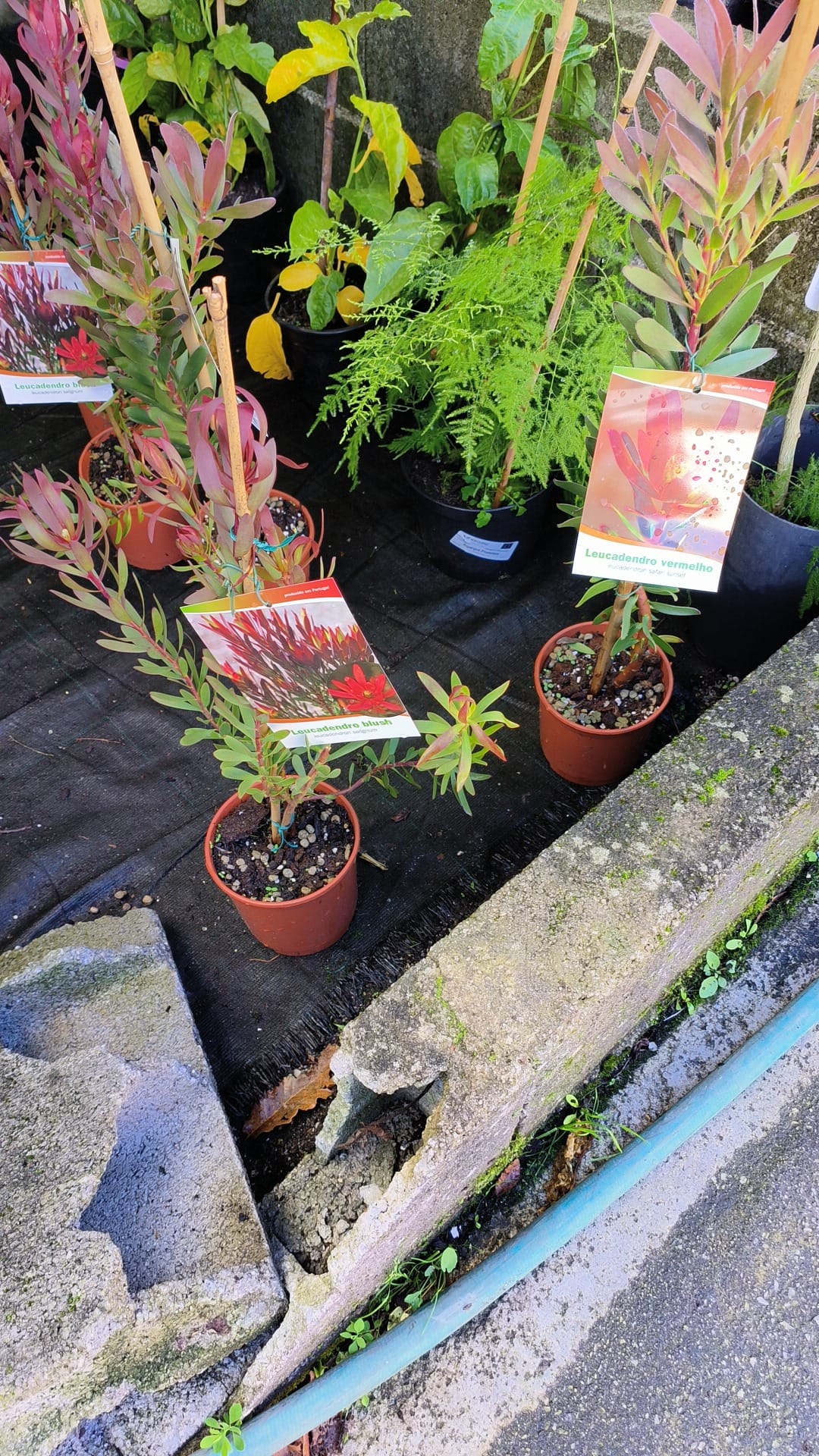 Leucadendron & Protea neriifolia