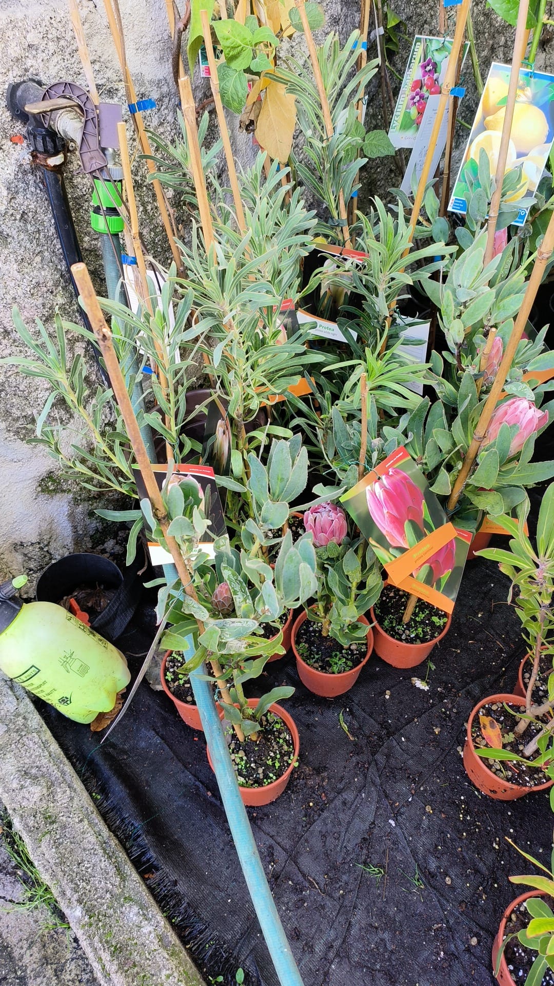 Leucadendron & Protea neriifolia