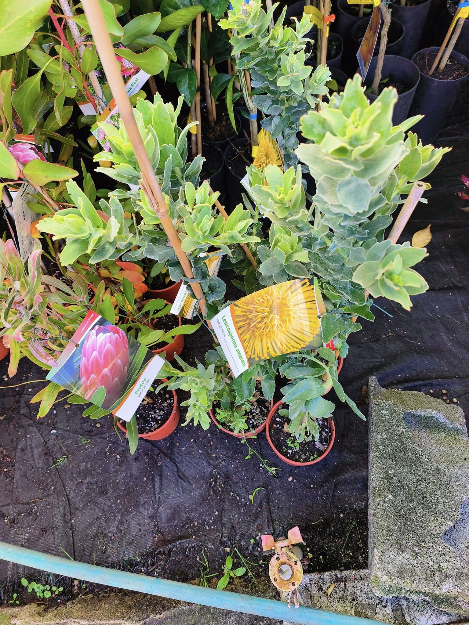 Leucadendron & Protea neriifolia