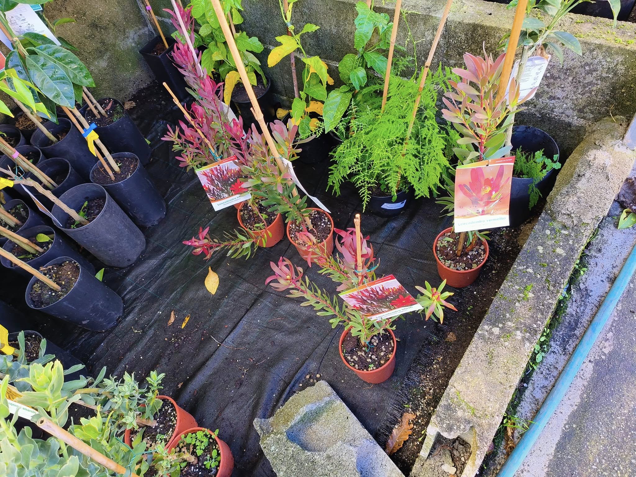 Leucadendron & Protea neriifolia